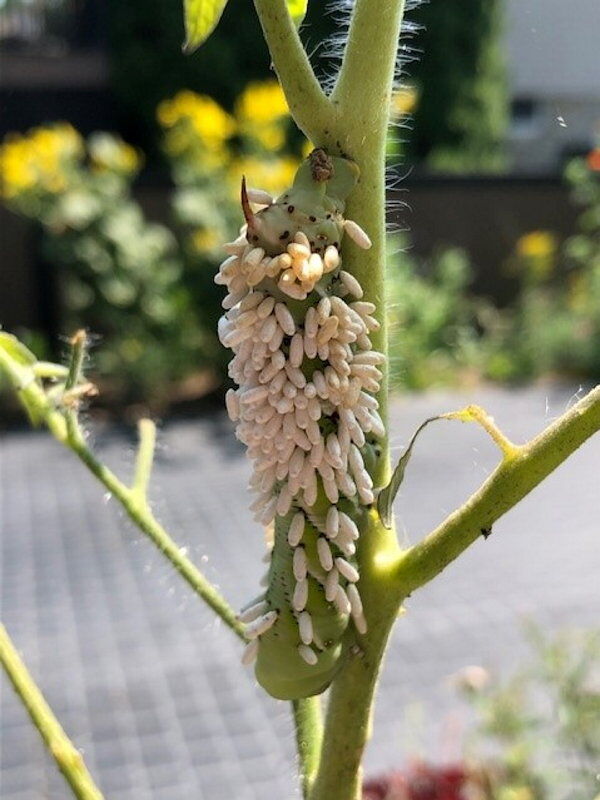tomato hornworm